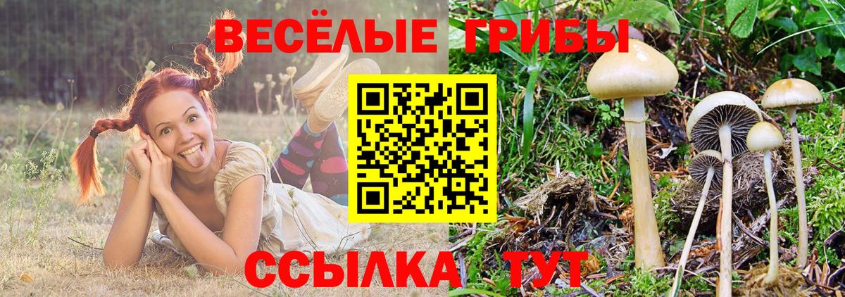 закладка  Вход с VPN  Алексин  Галлюциногенные грибы Psilocybine cubensis 