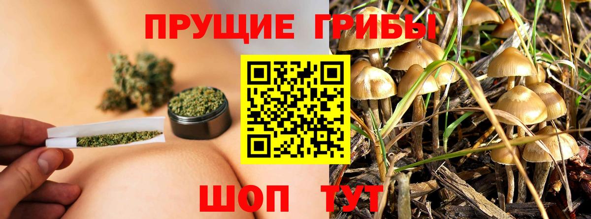 Галлюциногенные грибы Psilocybe Алексин